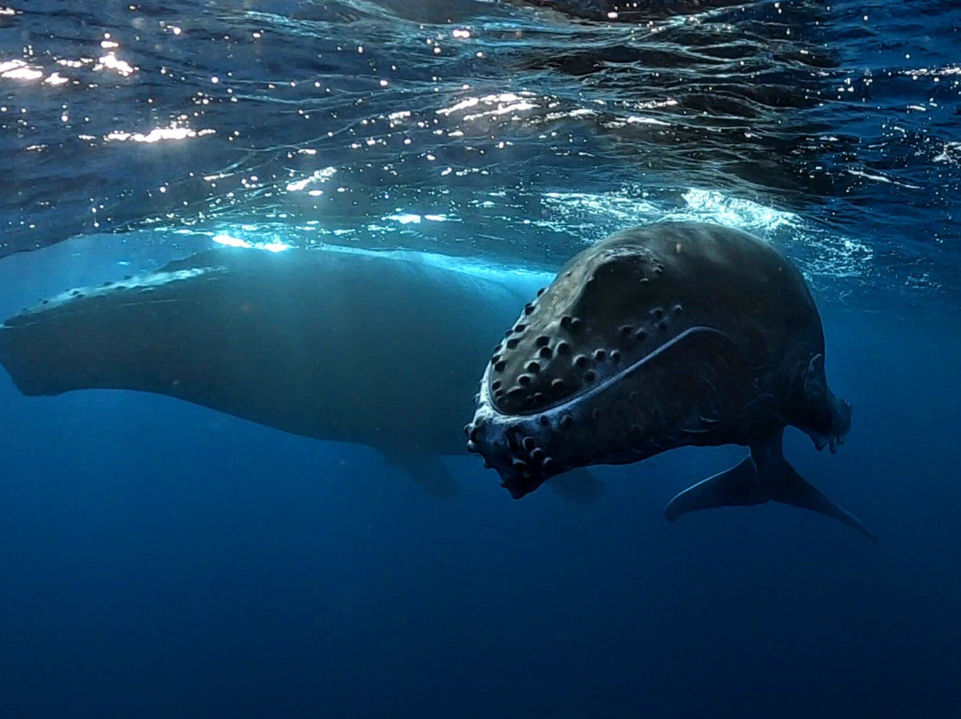 Natura / Captain Ju-Vairao必去景点