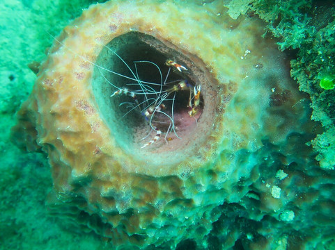 Go Dive Bayahibe-Bayahibe必去景点
