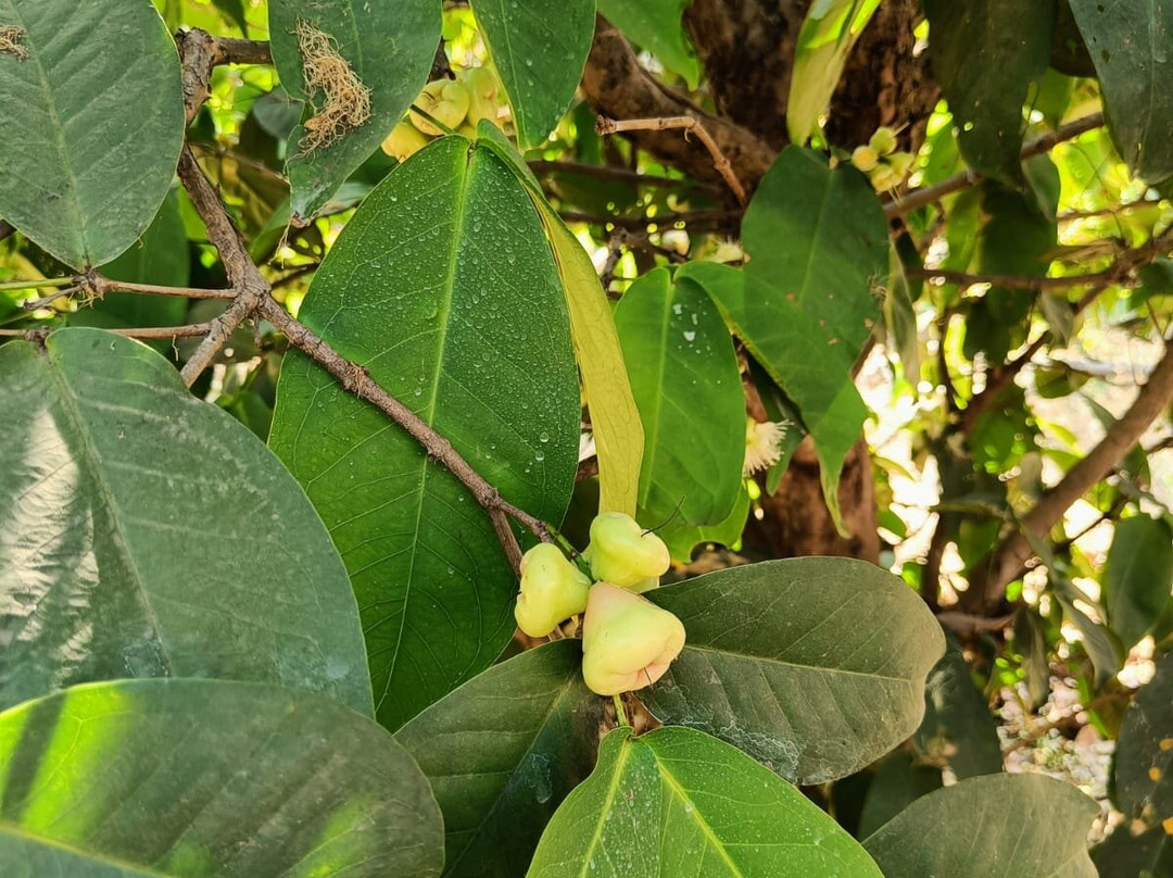 Dirghayu Farms Agri Resort Pvt. Ltd.主图