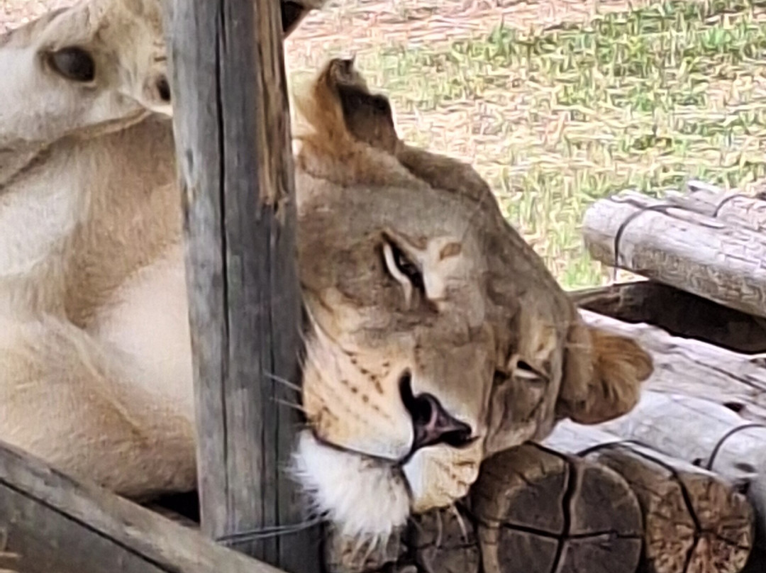 Lion and Cheetah Sanctuary-柯立南必去景点