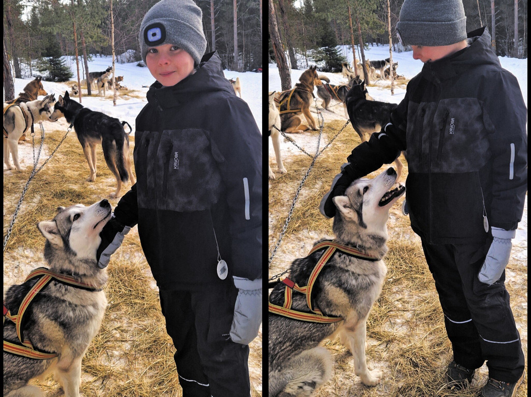 Below Zero Husky Tours-Enviken必去景点