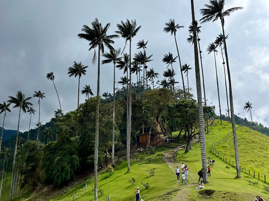 Bosques de Cocora-萨伦托必去景点
