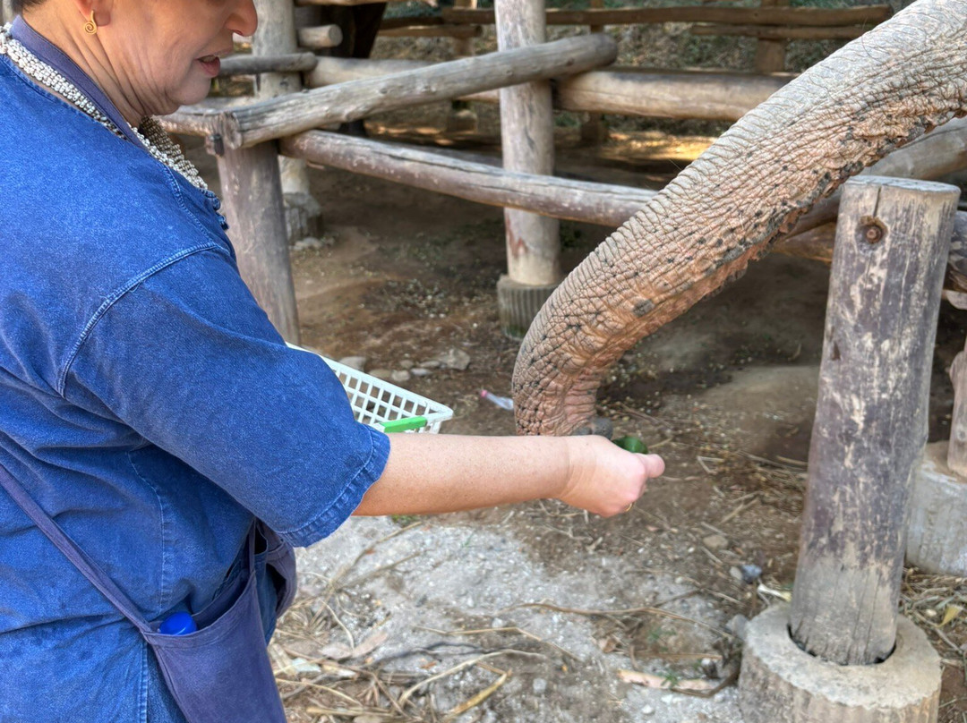 Thai Elephant Care Center-夜林必去景点