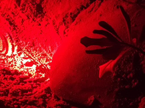 Titus Weerasingha-唐卡拉必去景点