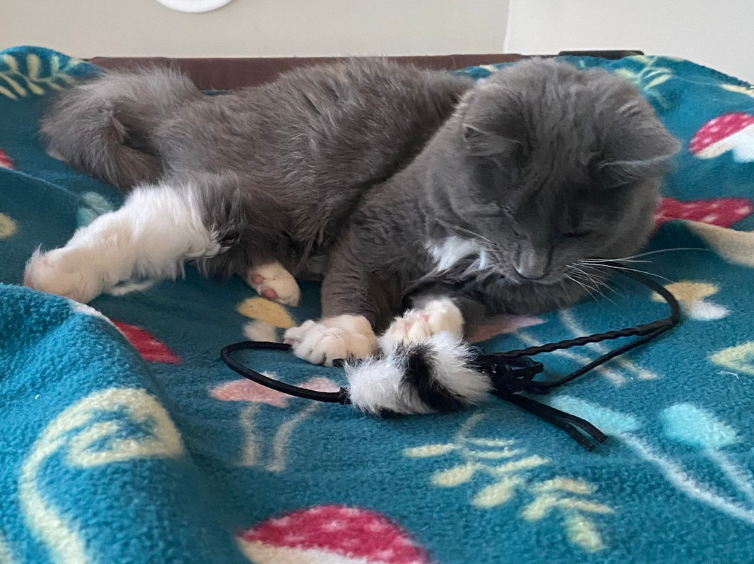 Cat Tales Cat Cafe-教堂山必去景点