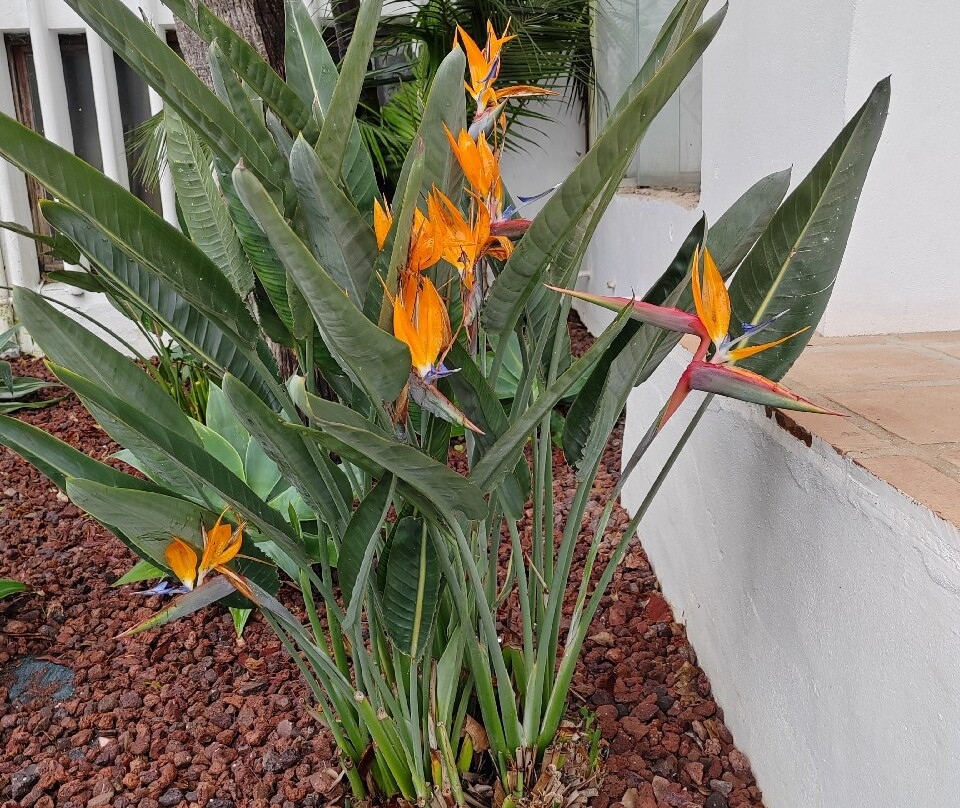 Hotel TRH Paraiso主图