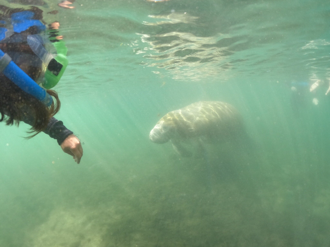 Manatees In Paradise-克里斯特尔里弗必去景点