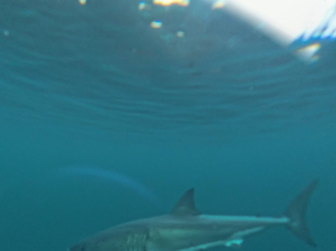 Shark Experience-布拉夫必去景点