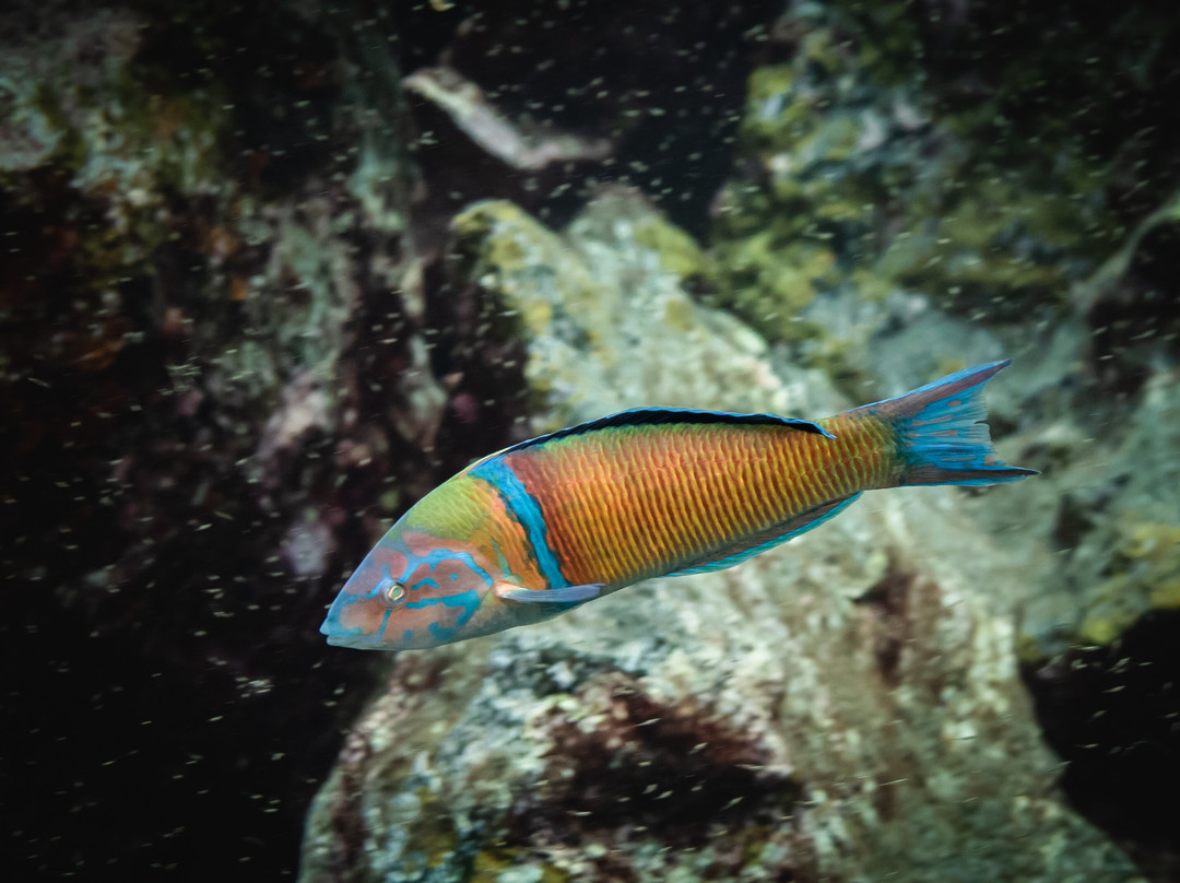 Freediving El Hierro景点图片