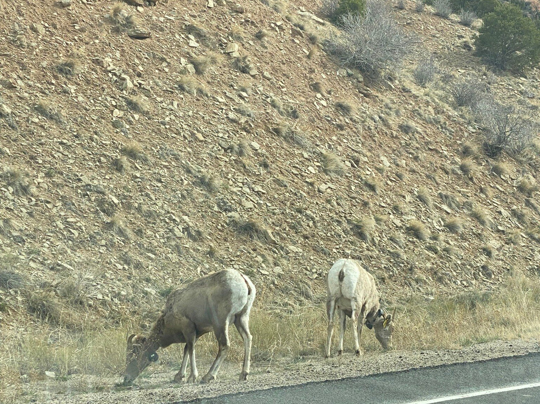 Little Bear Motel主图