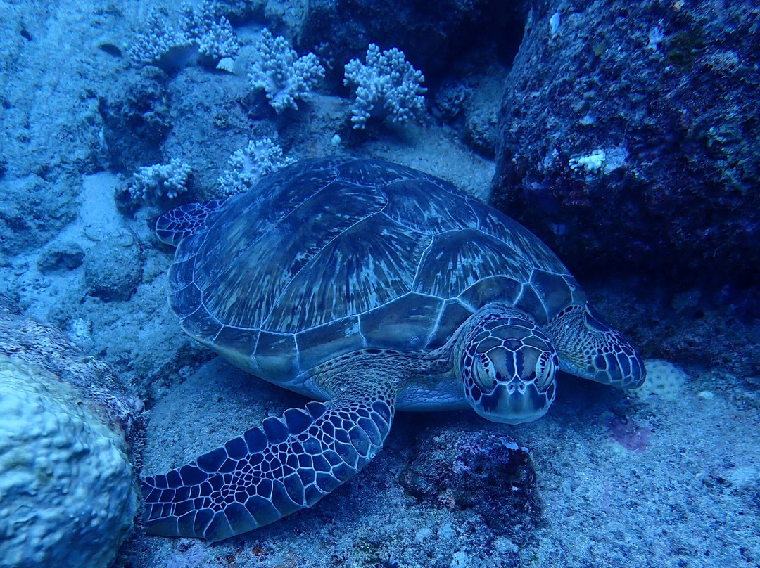 Euro-Divers la Pointe景点图片