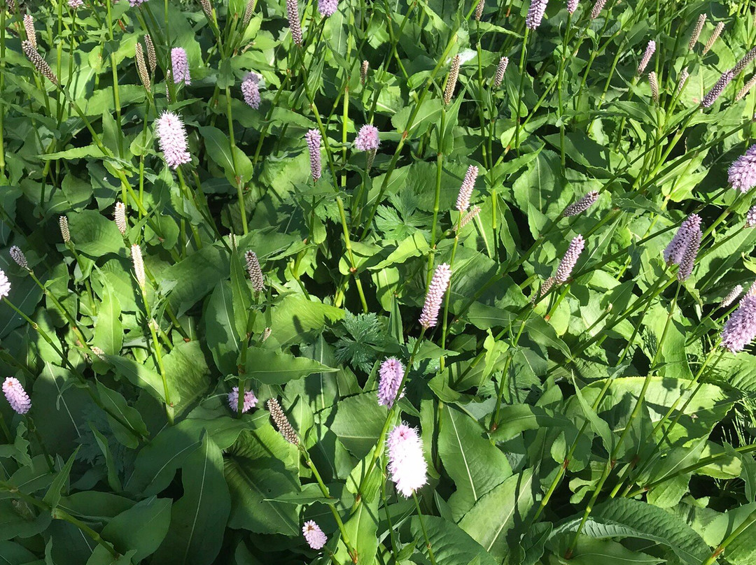 Coen Jansen Vaste Planten