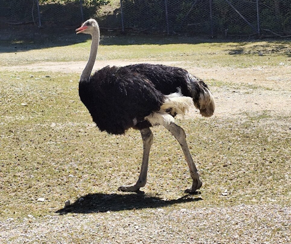 Parco Zoo Falconara景点图片