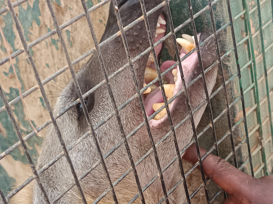 Parc Exotique Du Sénégal景点图片