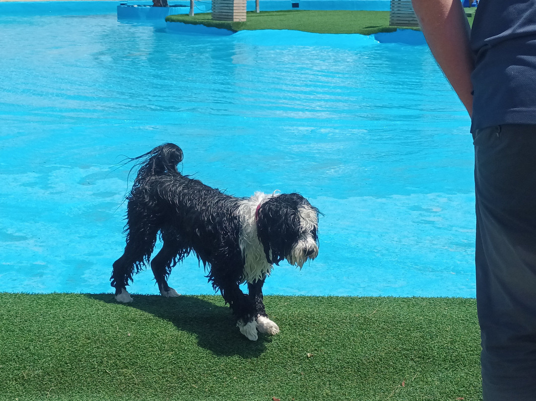 Worldog: Aquapark Canino-La Marina del Pinet必去景点
