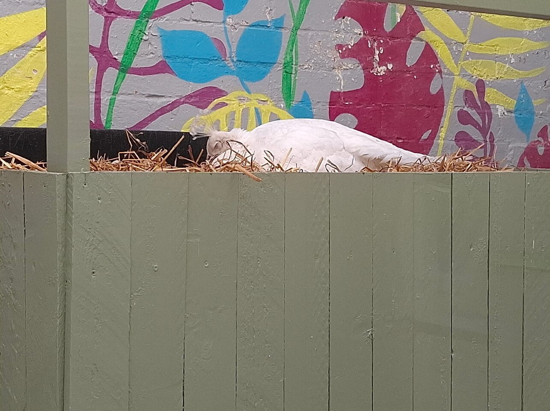 Peacocks in Pittencrieff Park-丹弗姆林必去景点