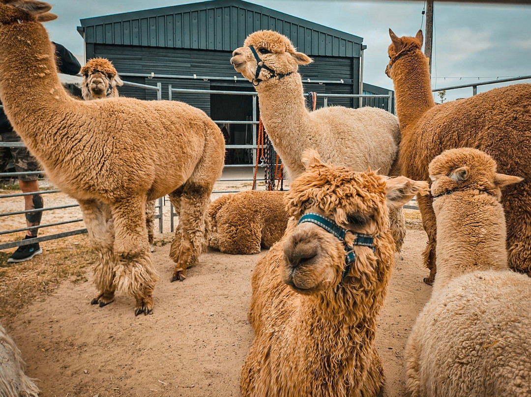 Brackenfield Alpacas景点图片