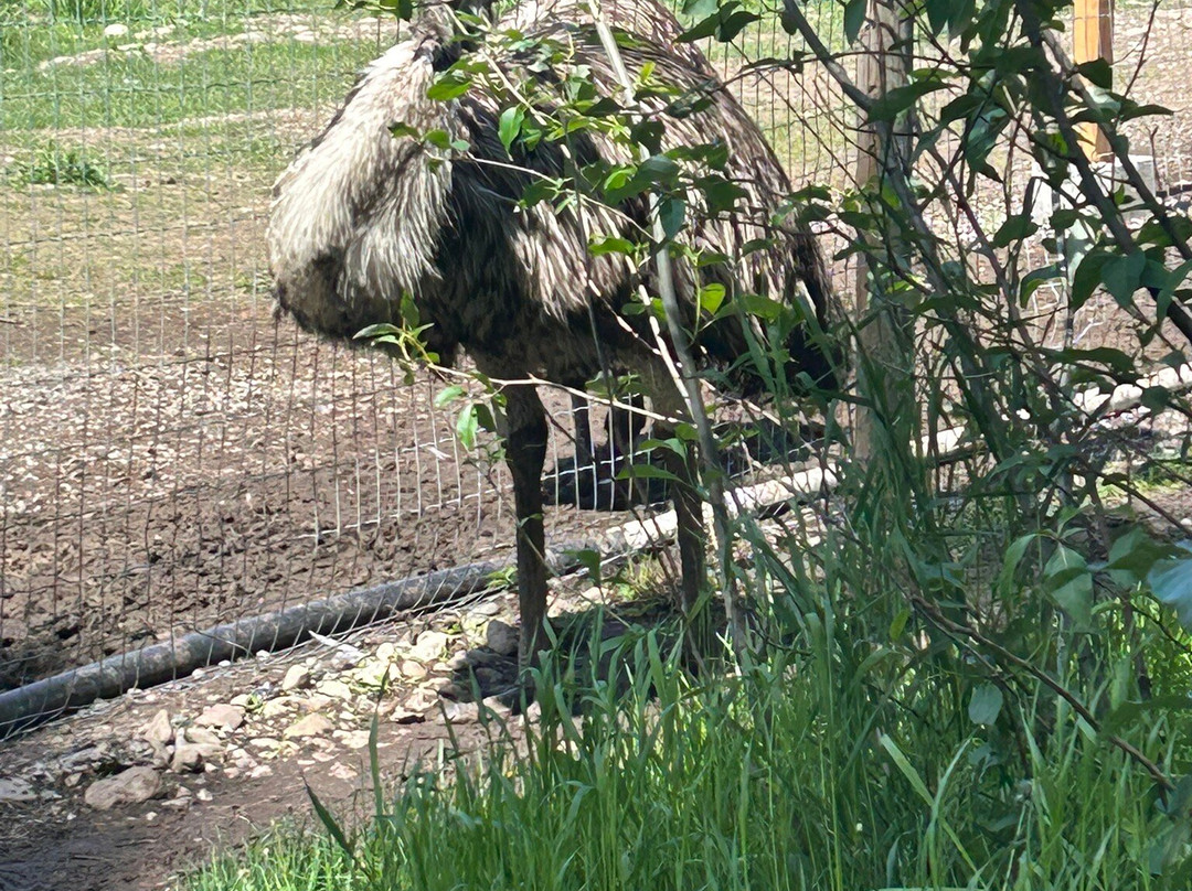 Kangaroo Creek Farm景点图片