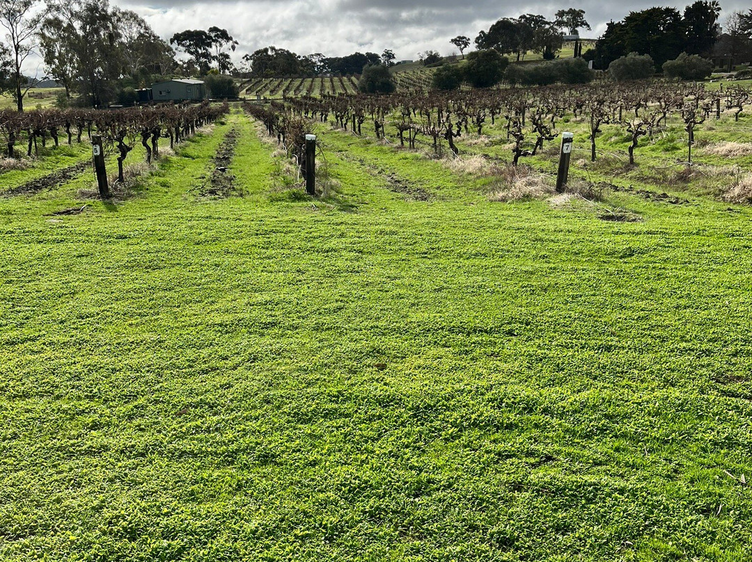 Sevenhill Cellars-克莱尔必去景点