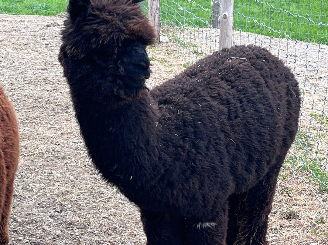 Alpacas Charlevoix-Les Eboulements必去景点