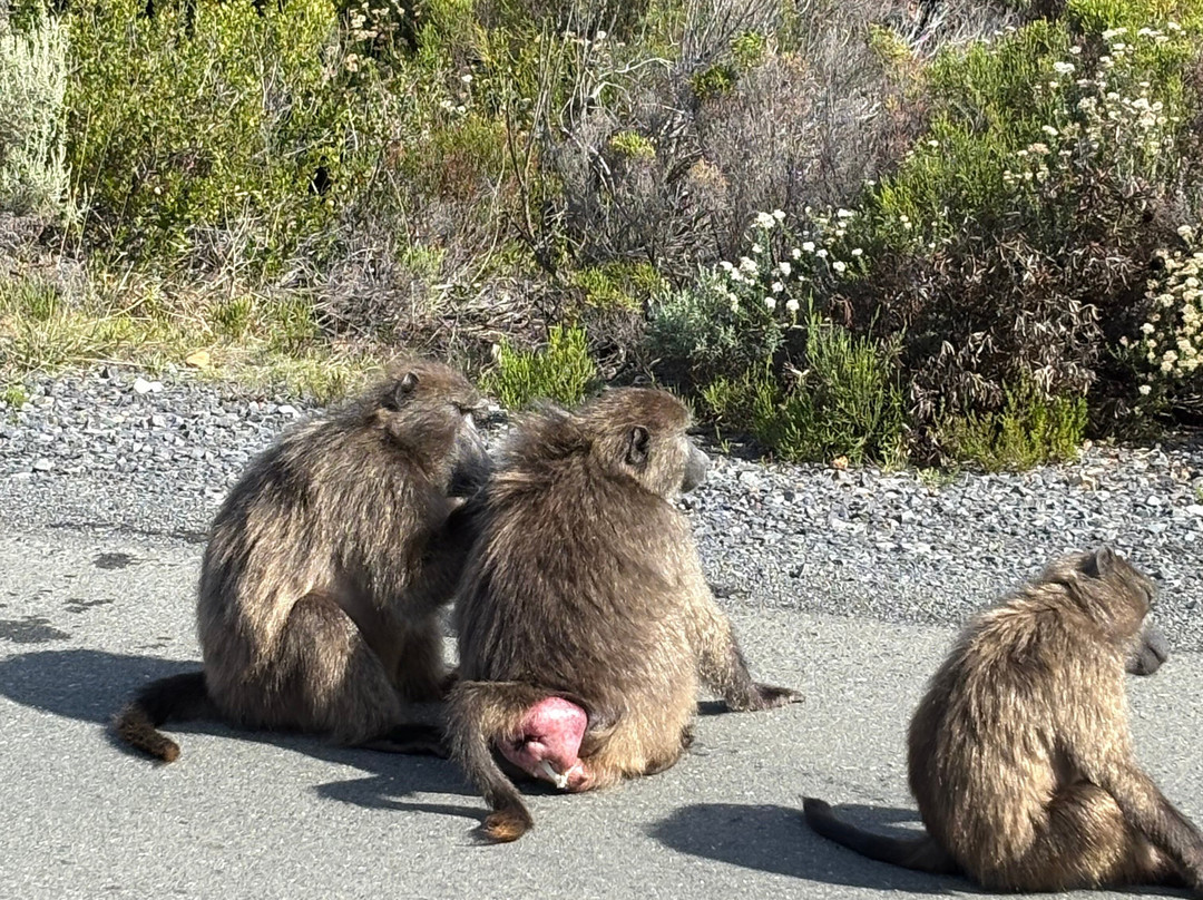 Cape Tours With Mac-开普敦中心区必去景点