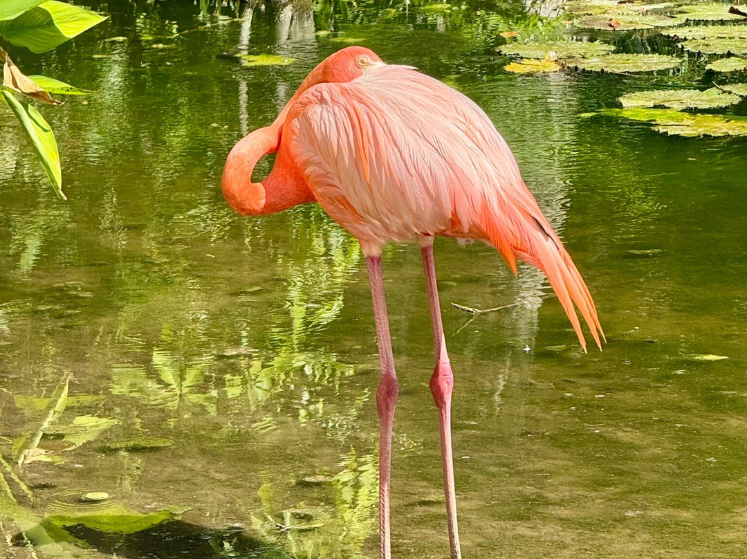 The Wonder Gardens-博尼塔斯普林斯必去景点
