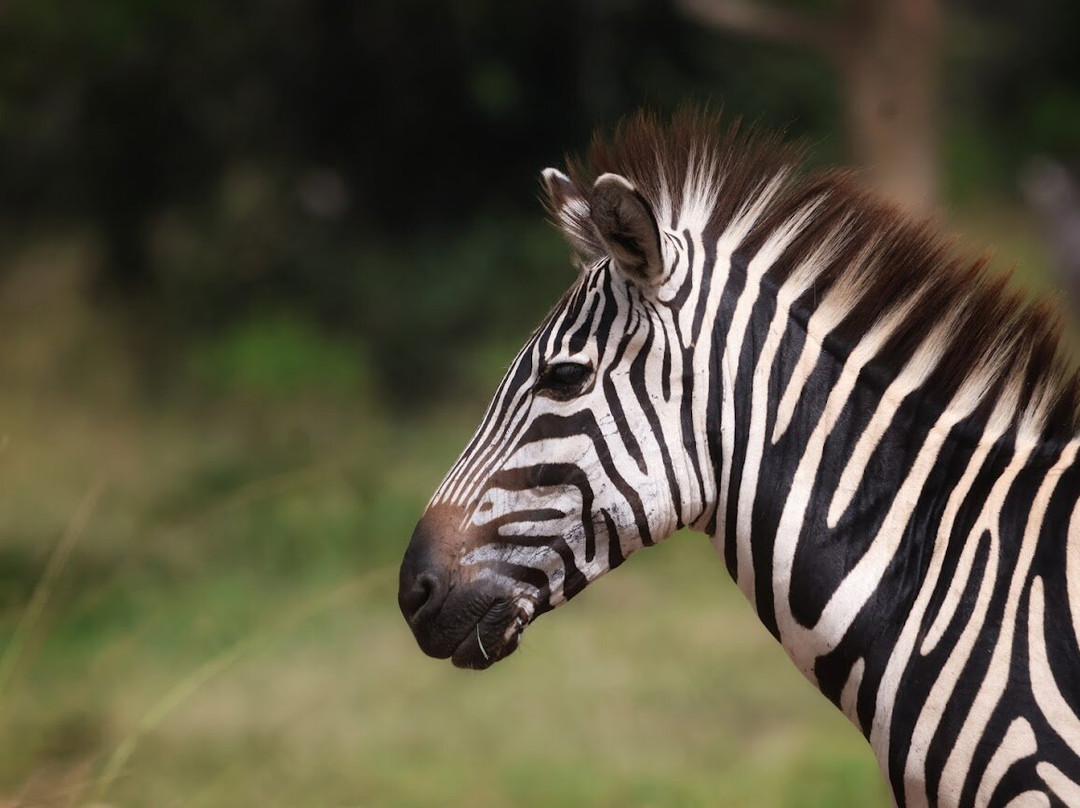 Safari Support Services Limited-卡巴莱必去景点