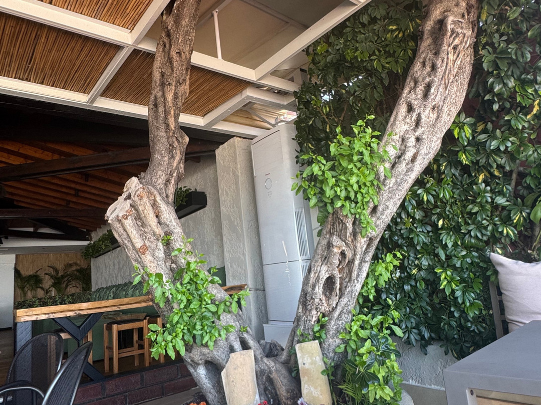 Olea Cocktail Bar-Ipsos必去景点