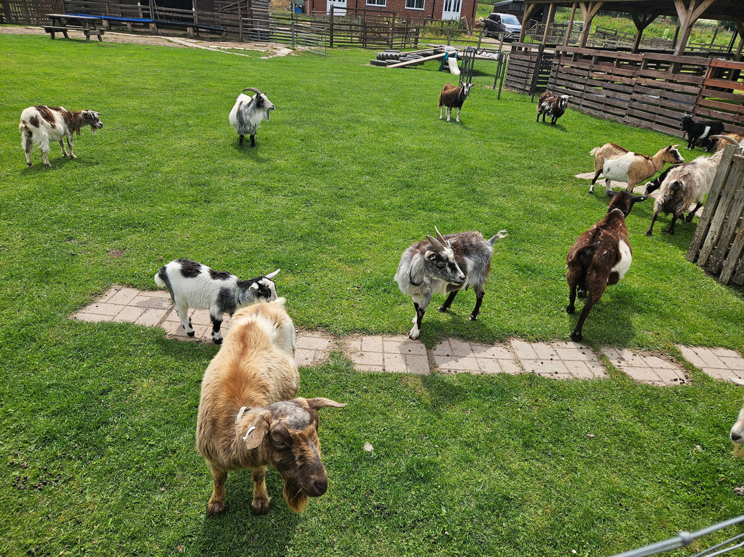 Blackwater Alpacas & Pygmy Goats景点图片