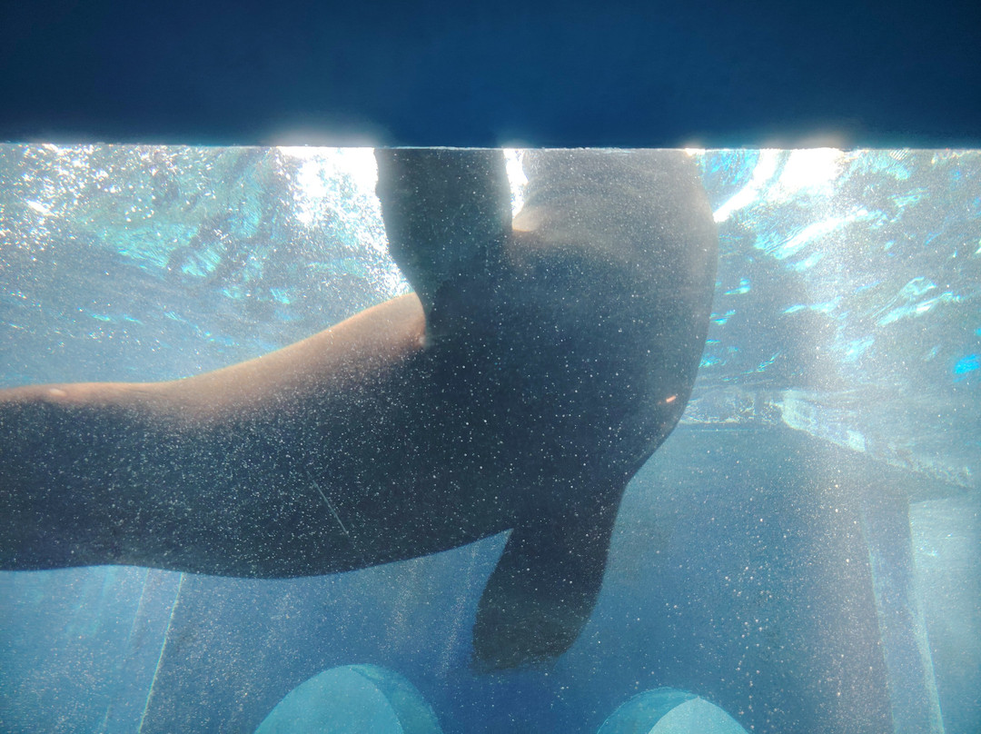 Gardaland SEA LIFE Aquarium景点图片