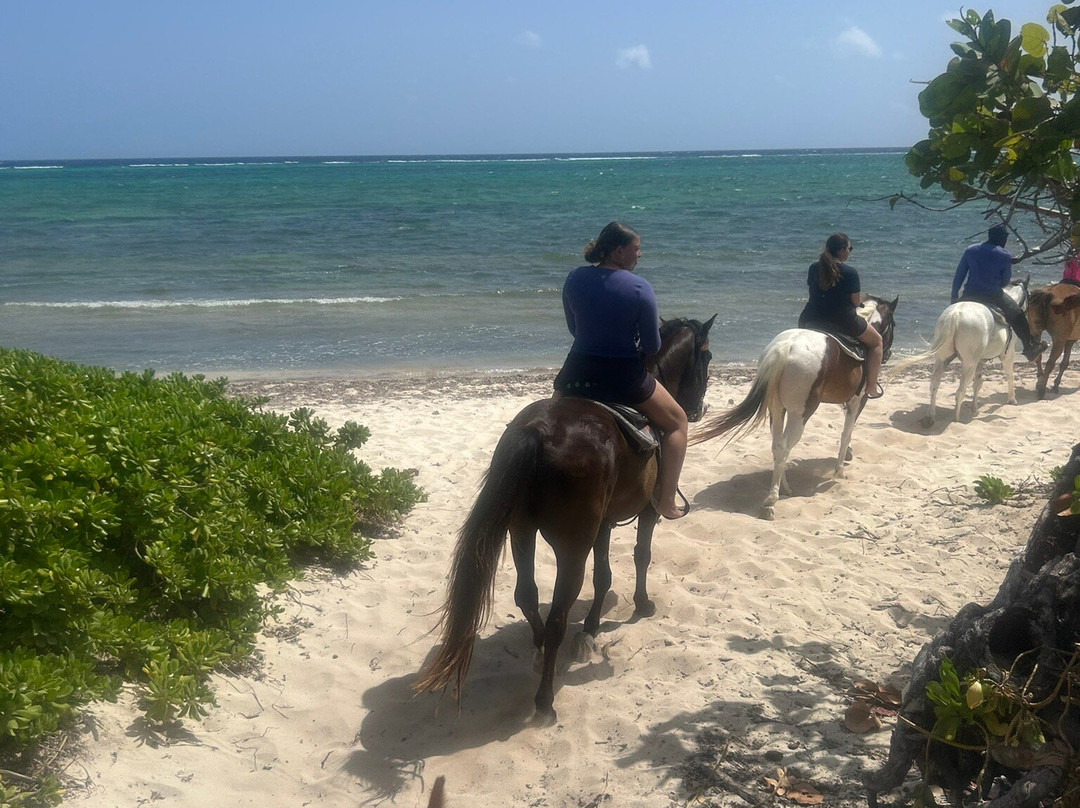 Pampered Ponies, Limited-西湾必去景点