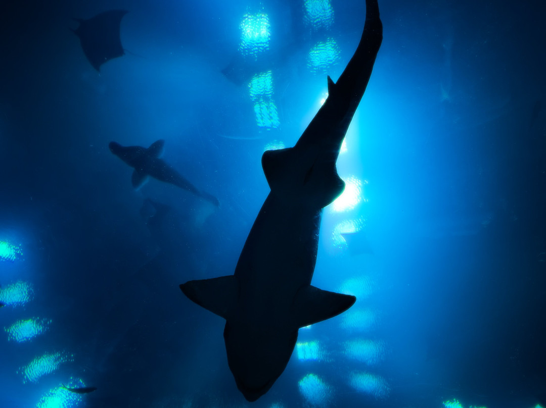 SeaWorld Yas Island Abu Dhabi景点图片