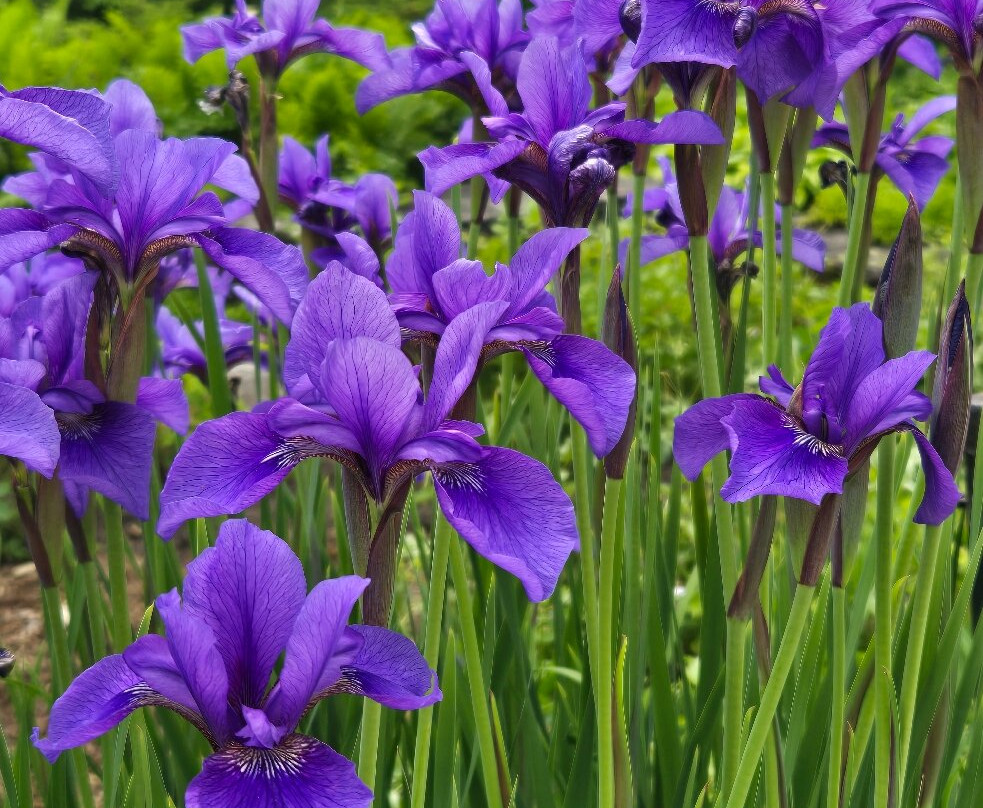 Boerner Botanical Gardens-黑尔斯科纳斯必去景点