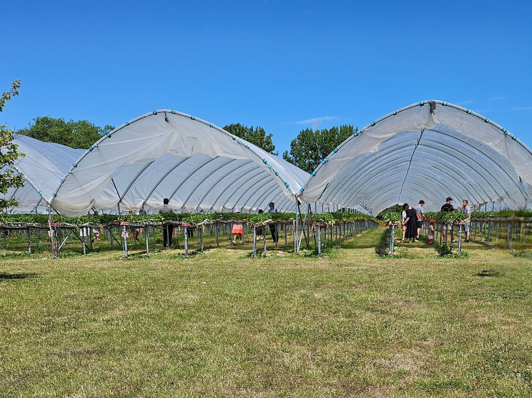 Felderland PYO Farm-桑威治必去景点
