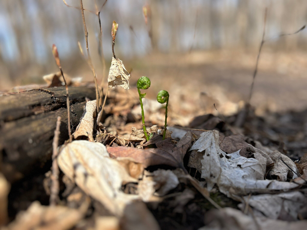 Parc Regional des Iles-de-Saint-Timothee-Salaberry-de-Valleyfield必去景点