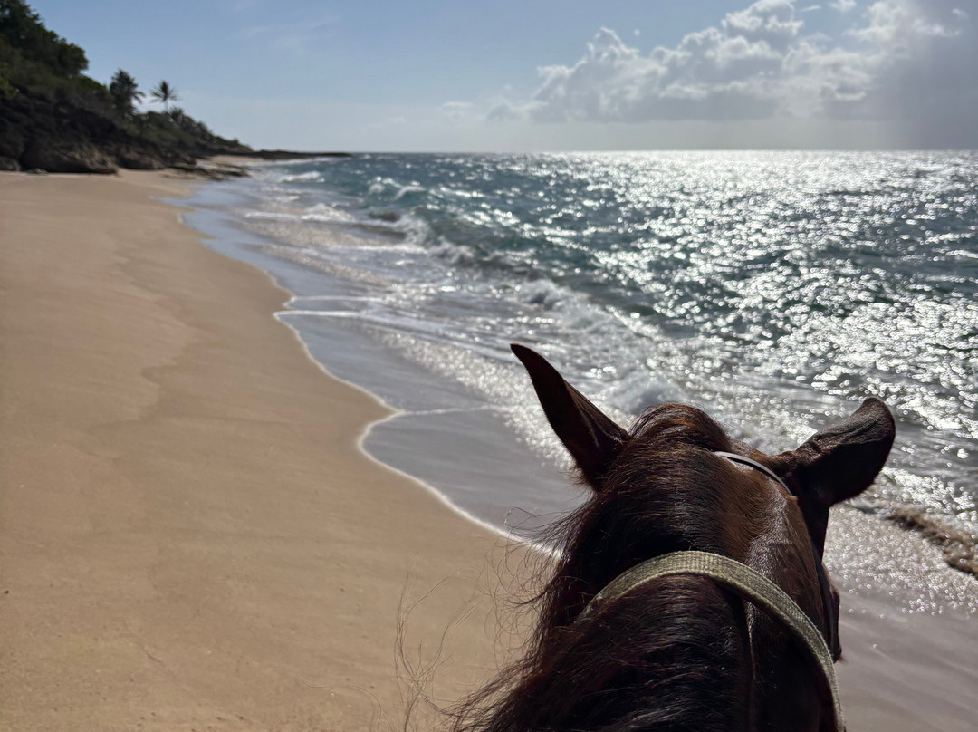 Playuelas Horse Rides-Aguadilla必去景点