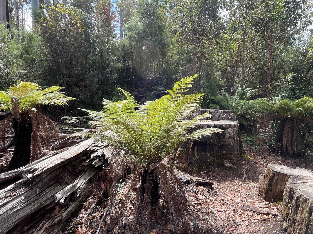 Tahune Adventures-Geeveston必去景点