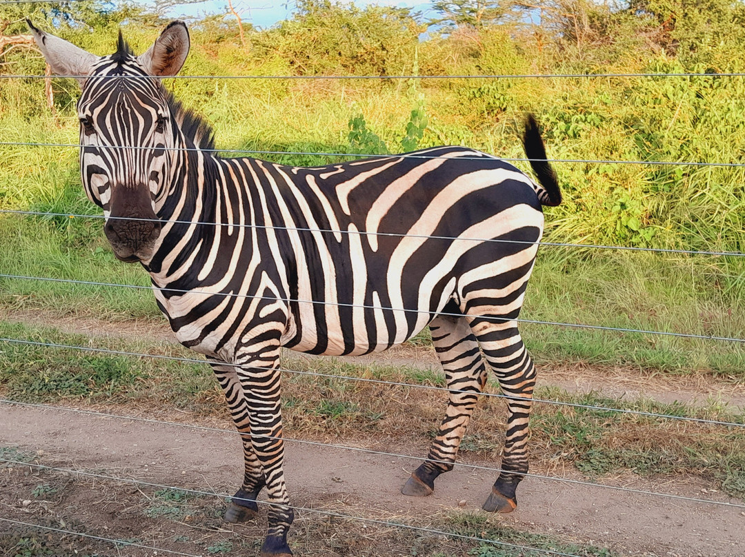 Sote Tours & Travel-莫西必去景点