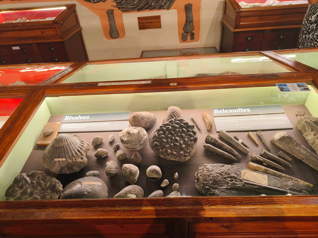 Whitby Museum-惠特比必去景点