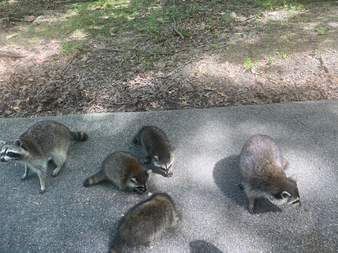 Lone Elk Park-圣路易斯必去景点