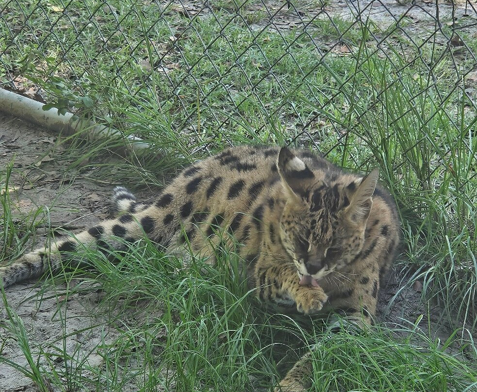 Bear Creek Feline Center-巴拿马城必去景点