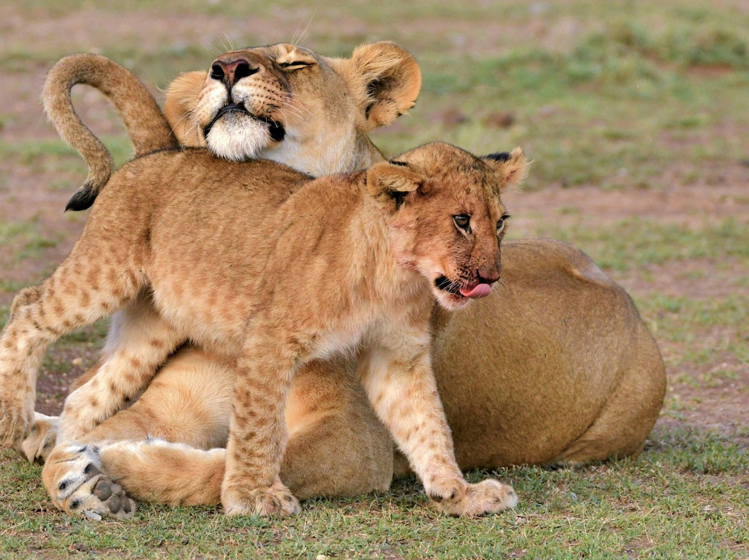 Toto Tembo Safaris Maasai Mara