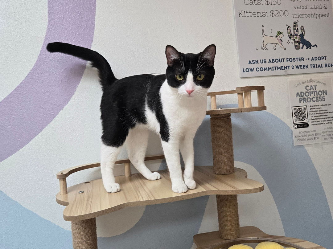 Save the Meow Meows Cat Lounge-Yucca Valley必去景点