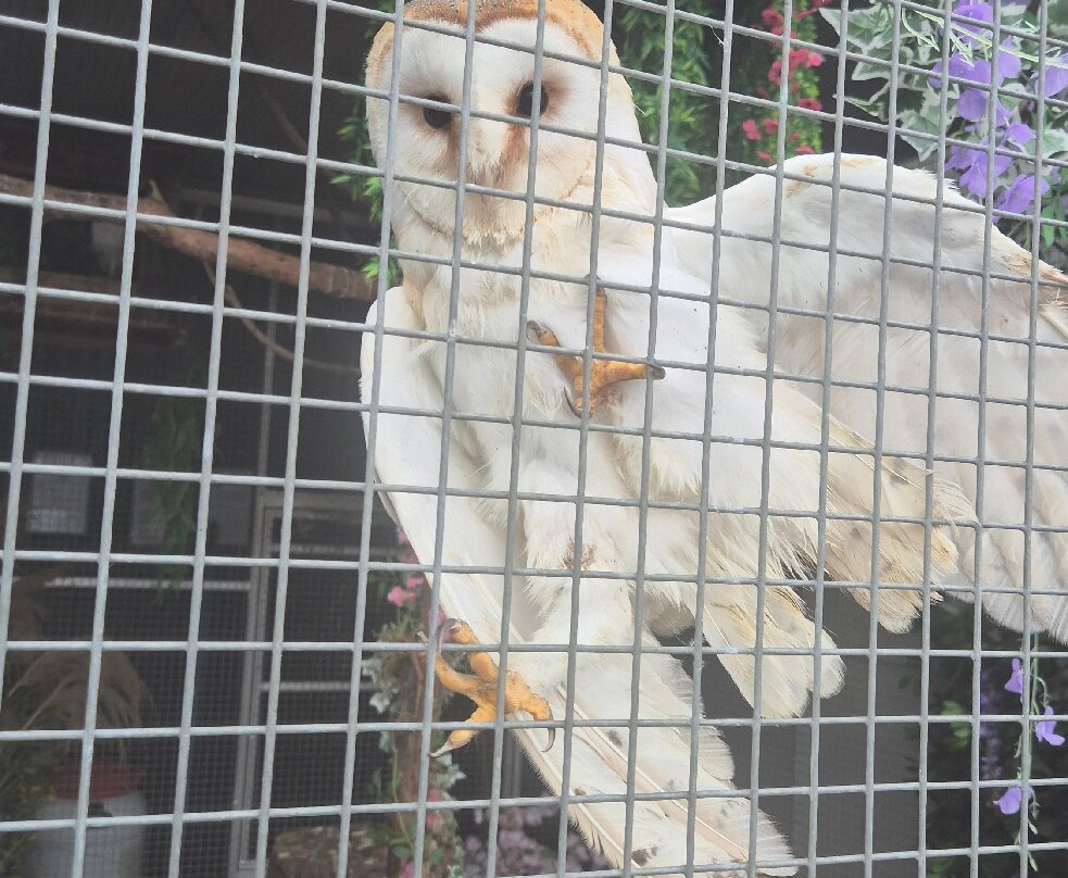 C & J's Animal Park-Portadown必去景点