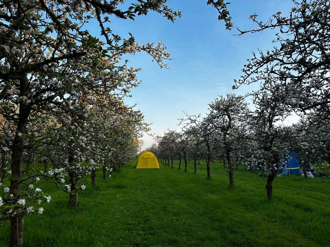 Dorset Nectar Cider-布里德波特必去景点