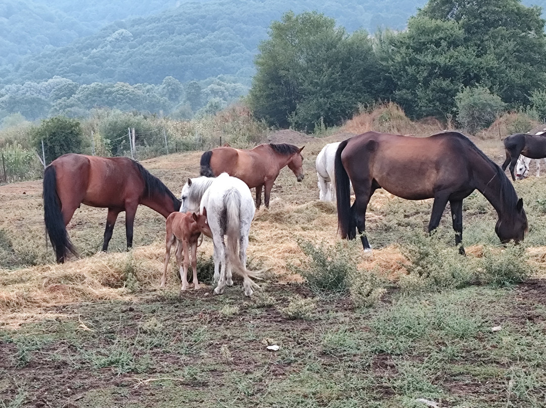 Artemis O.E.-Sklithro必去景点