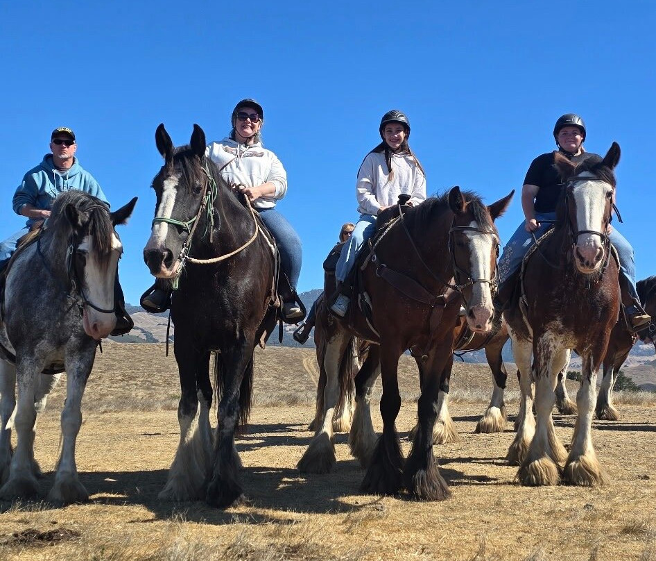 Covell's Clydesdales-坎布里亚必去景点