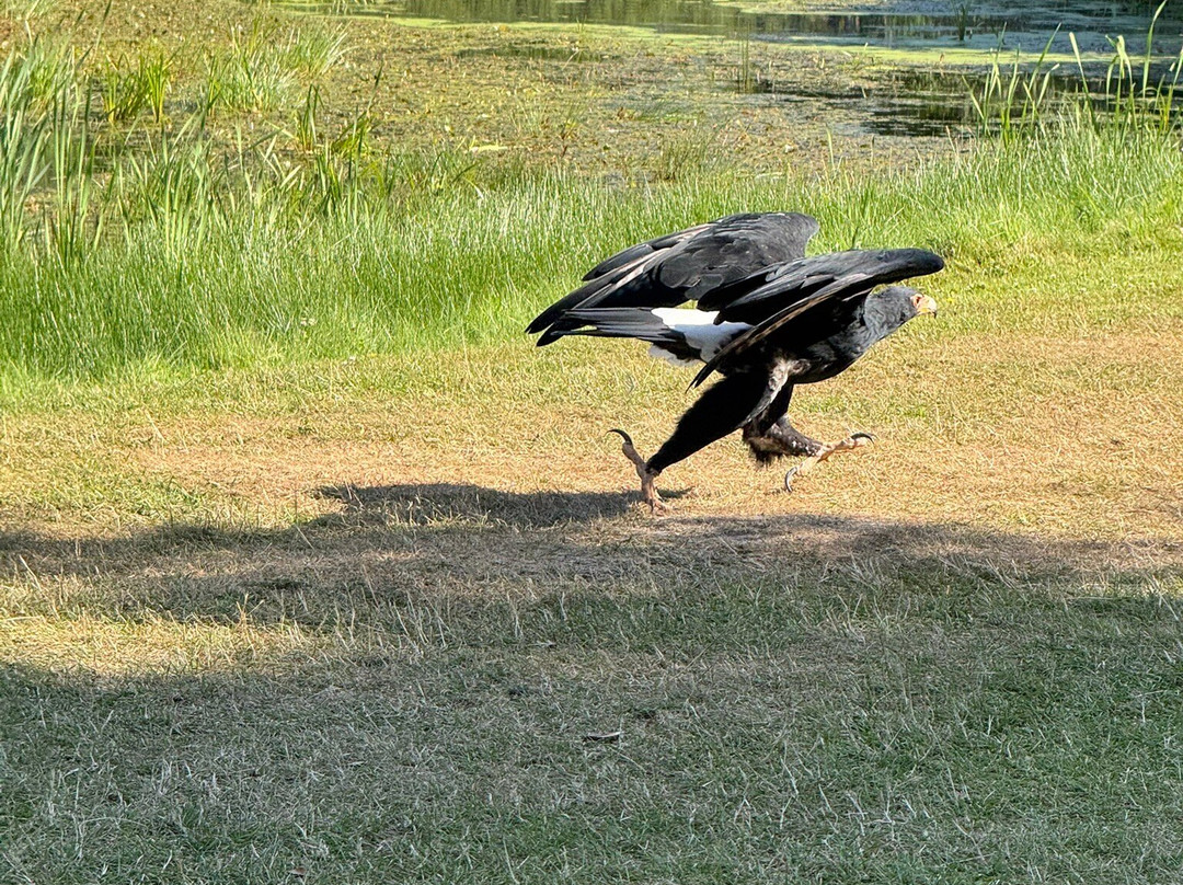 Eagle World-Bindslev必去景点