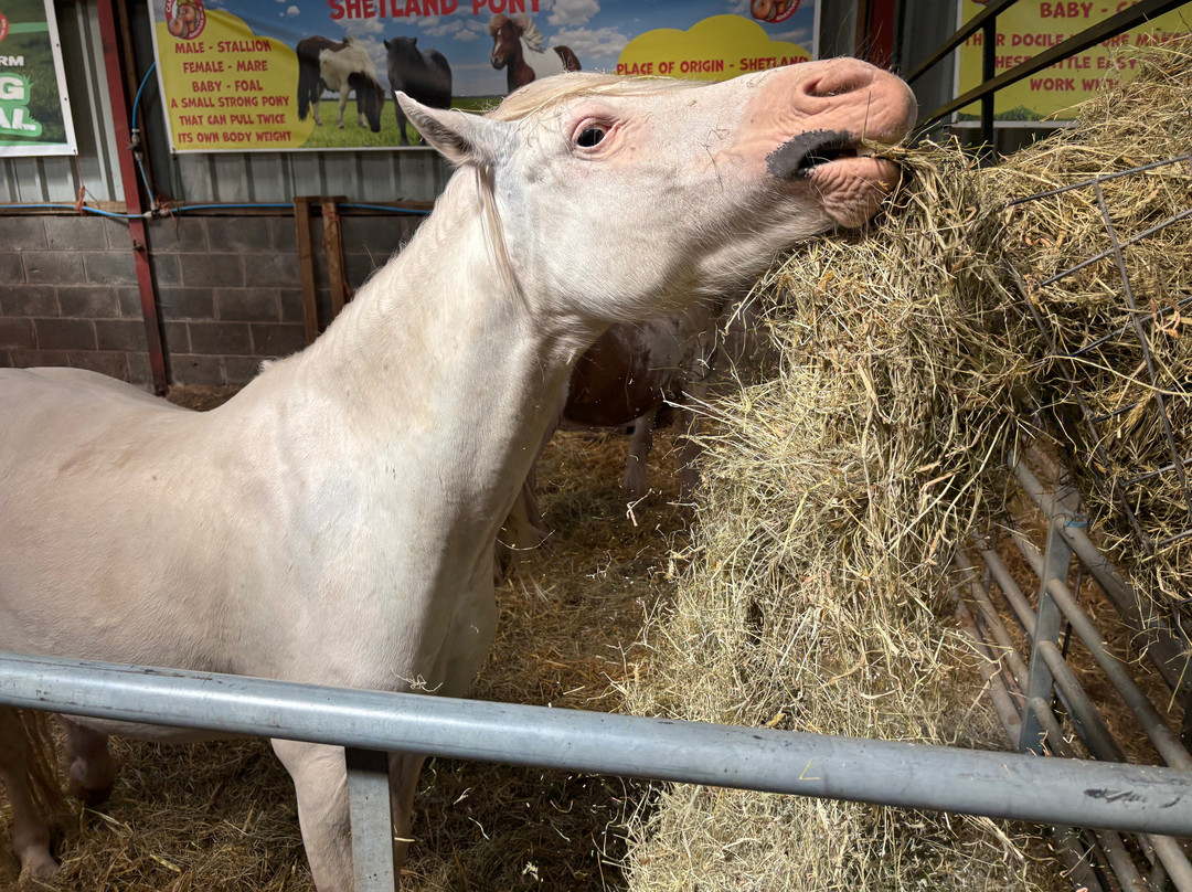 Cantref Adventure Farm and Riding Centre-布雷肯必去景点