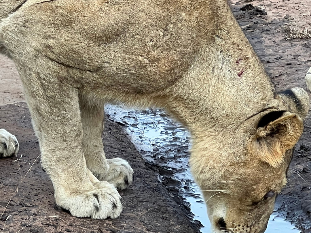 Makhasa Private Game Lodge主图